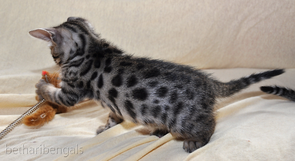 Bengalkatzen Kitten rosetted